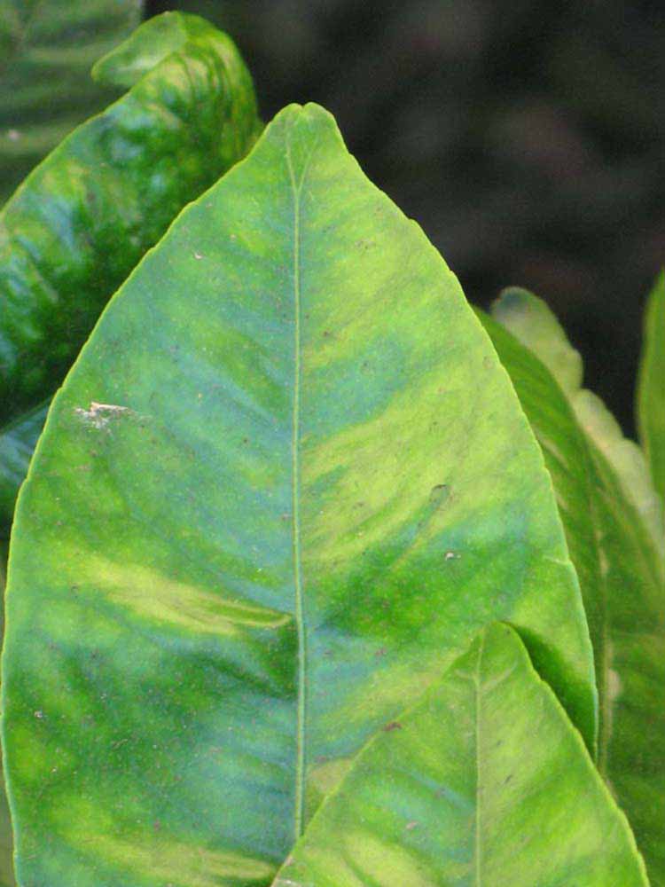              Margin (Riverside, CA)       